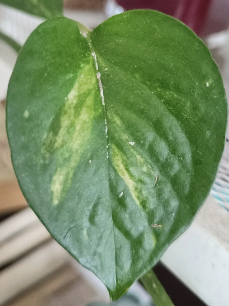 Alocasia Regal Shield